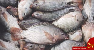 https://financialtribune.com/sites/default/files/field/image/ordi/04-ZS-Tilapia%20128-ab.jpg