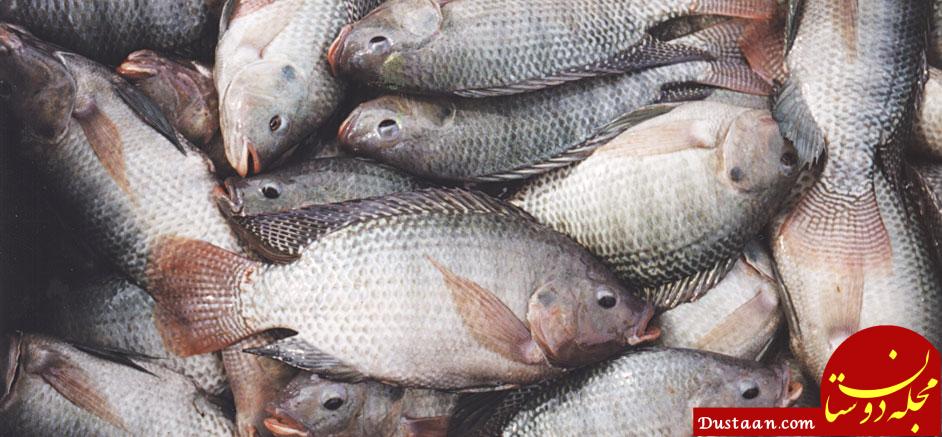 https://financialtribune.com/sites/default/files/field/image/ordi/04-ZS-Tilapia%20128-ab.jpg