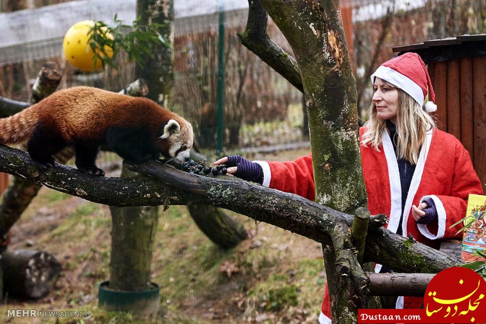اخبار,اخبار گوناگون,هدیه کریسمس برای حیوانات باغ وحش