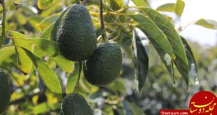 https://media.plantinstructions.com/2017/07/avocado-trees.jpg