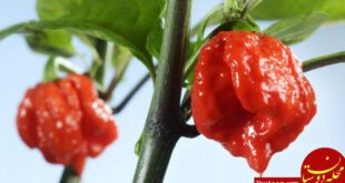 https://ichef-1.bbci.co.uk/news/660/cpsprodpb/0D30/production/_100767330_carolina_reaper_chilli_pepper_plant-spl.jpg