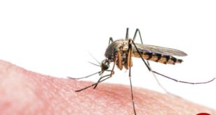 https://ashpazbashy.com/wp-content/uploads/2017/02/malaria-mosquito.ashpazbashy-800x600.jpg