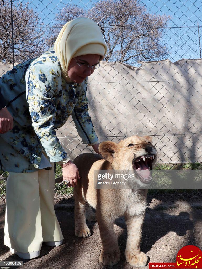 https://media.gettyimages.com/photos/turkish-president-recep-tayyip-erdogans-wife-emine-erdogan-strokes-a-picture-id1006684562