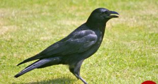 https://upload.wikimedia.org/wikipedia/commons/9/9a/Carrion_Crow_%28Corvus_corone%29_-_geograph.org.uk_-_658585.jpg