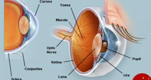 چشم,آناتومی چشم