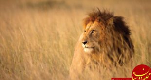 https://d1ljaggyrdca1l.cloudfront.net/wp-content/uploads/2017/04/lion-between-savanna-grass-in-africa-e1528954092594.jpg