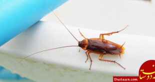 https://www.chetor.com/wp-content/uploads/2018/04/cockroaches-in-toronto-bathroom.jpg