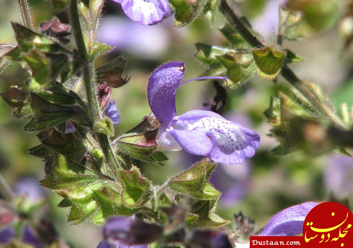 https://upload.wikimedia.org/wikipedia/commons/thumb/1/19/Salvia_forsskaolei.jpg/1200px-Salvia_forsskaolei.jpg