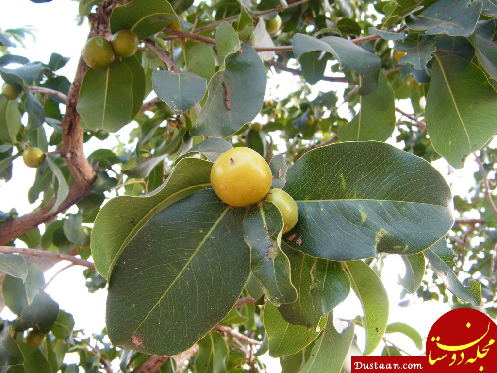 http://nargil.ir/plant/images/pic/1293/20151215194706Diospyros%20mespiliformis.jpg