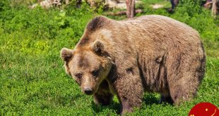 https://koodakedana.ir/images/animal/mammal/Brown-bear/Brown-bear.jpg