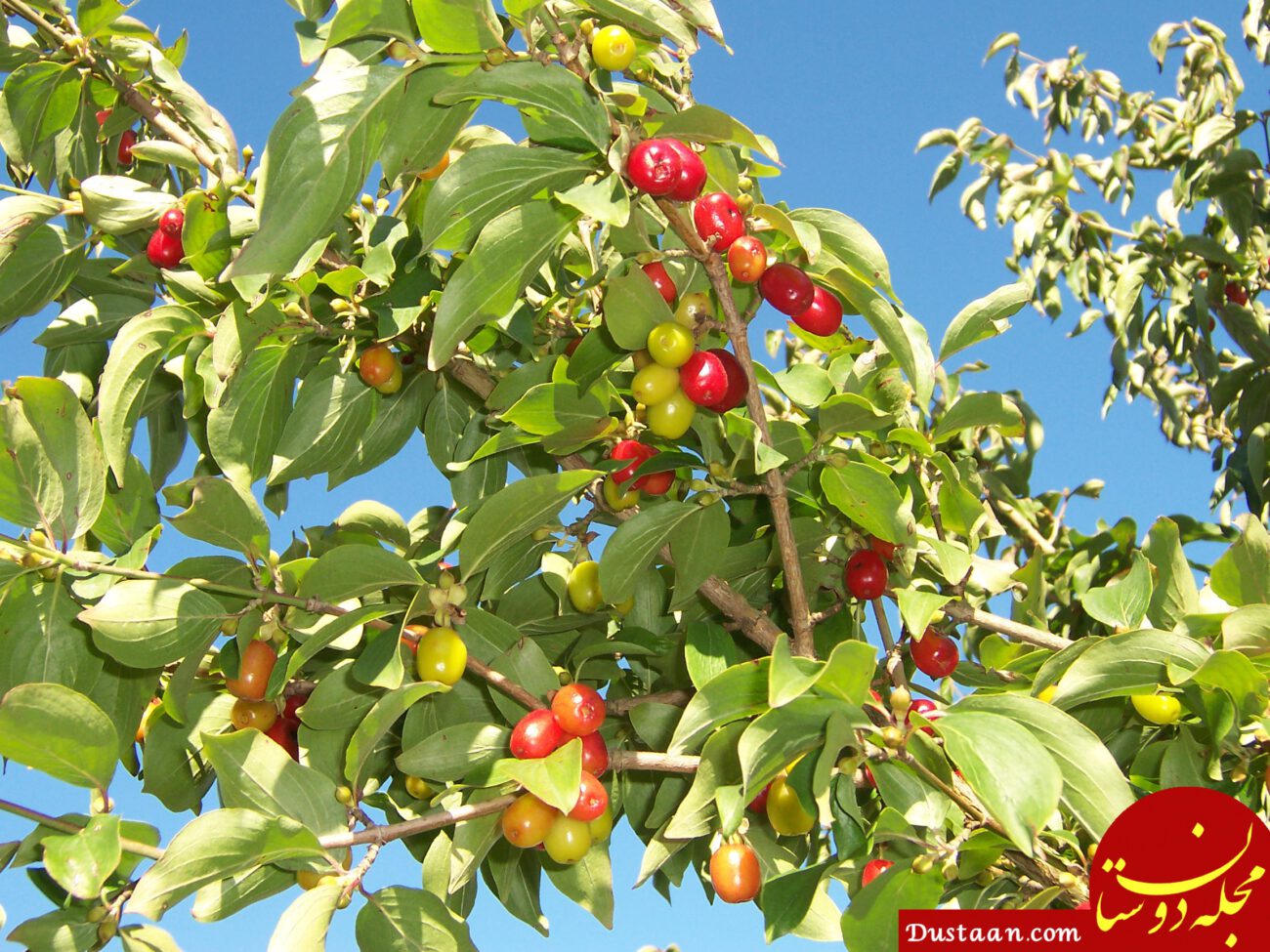 https://upload.wikimedia.org/wikipedia/commons/6/63/CornusMas_Fruits_01.jpg